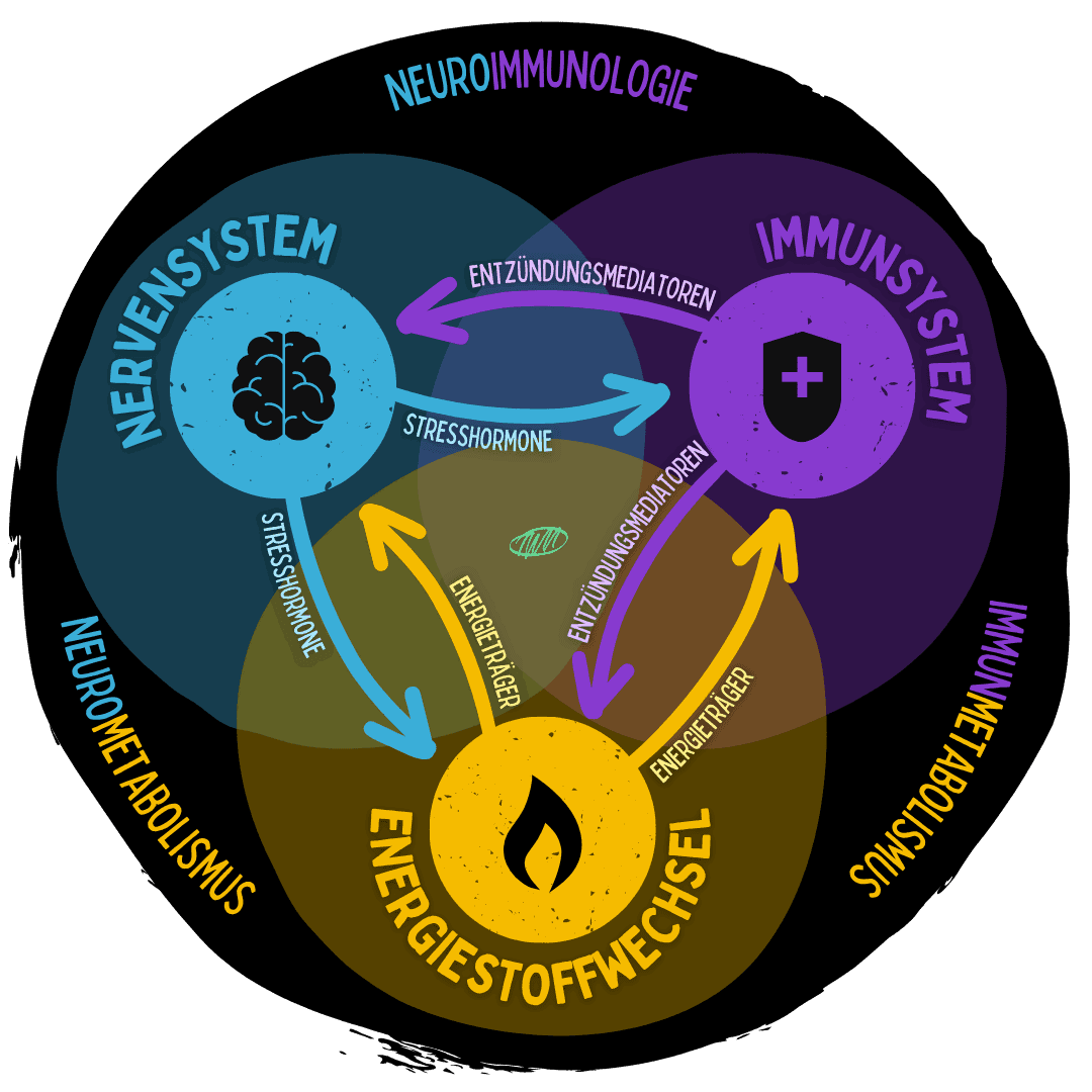 Drei-Systeme-Modell: Nervensystem, Immunsystem, Energiestoffwechsel